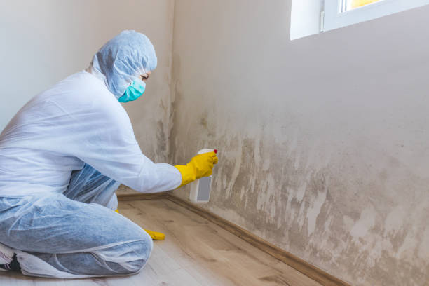 Licensed Commercial Mold Remediation service in Bridgeport, TX - WQB Mold Removal