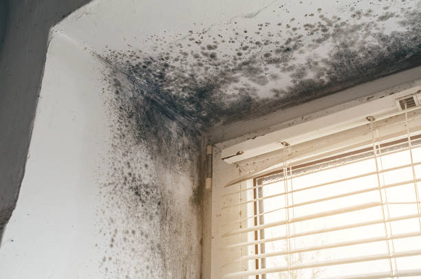 Affordable Commercial Mold Remediation solutions in Bridgeport, TX